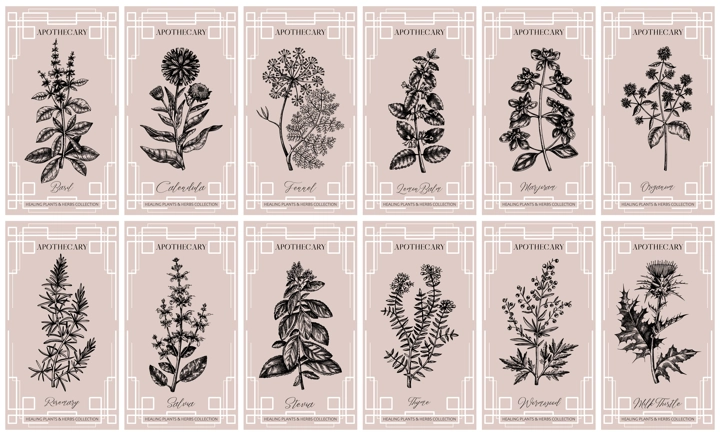 Art deco apothecary labels set. Healing plants, medicinal herbs sketches. Vintage frame design templates. NOT AI generated